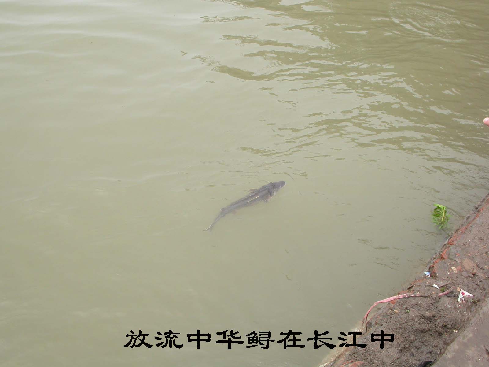 點擊放大