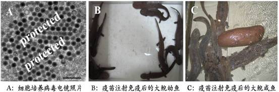 點擊放大