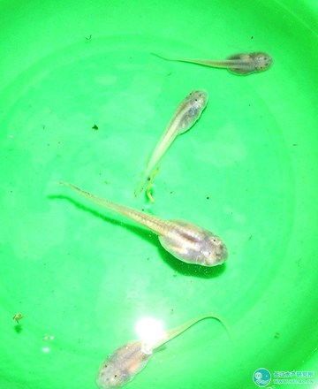 點擊放大